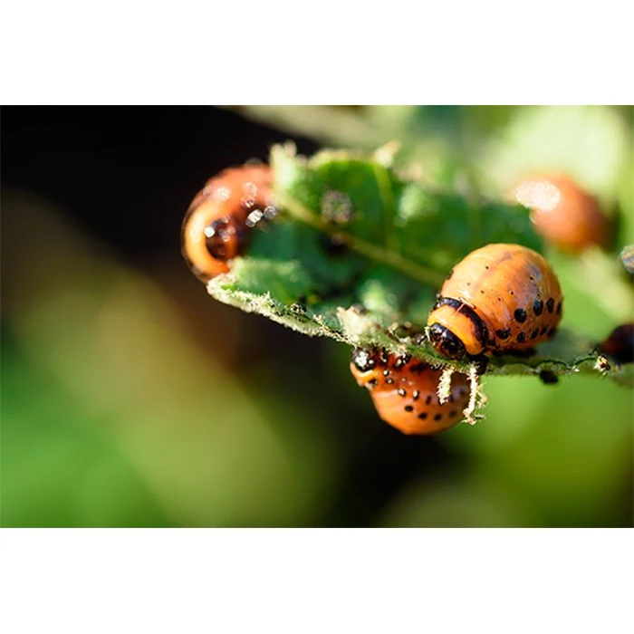 Ecostyle Aaltjes Tegen Coloradokever 50 M² 4 Ecostyle Aaltjes Tegen Coloradokever 50 M² - Afbeelding 2