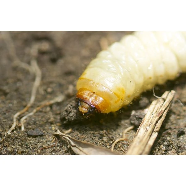 Ecostyle Aaltjes Tegen Larven Taxus-kever H 50 M² 4 Ecostyle Aaltjes Tegen Larven Taxus-kever H 50 M² - Afbeelding 2