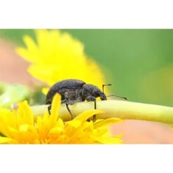 Ecostyle Aaltjes Tegen Taxuskevers Val -Optimaal Tuinonderhoud Winkel ecostyle aaltjes tegen taxuskevers val 1593604669 1 l