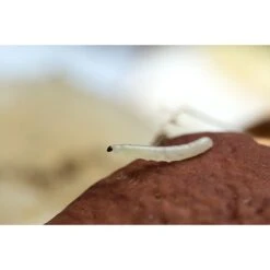 Ecostyle Aaltjes Tegen Varenrouwmug 25 M² -Optimaal Tuinonderhoud Winkel ecostyle aaltjes tegen varenrouwmug 25 m 600x400 6239a8b3930d1 l