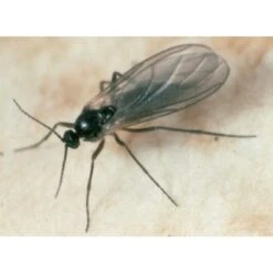 Ecostyle Aaltjes Tegen Varenrouwmug 5 M² -Optimaal Tuinonderhoud Winkel ecostyle aaltjes tegen varenrouwmug 5 m 1593787500 l