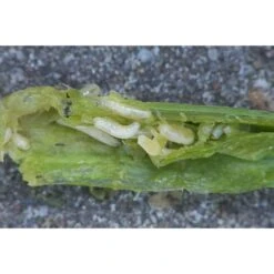 Ecostyle Aaltjes Tegen Wortelvlieg 60 M2 -Optimaal Tuinonderhoud Winkel ecostyle aaltjes tegen wortelvlieg 60 m2 1612383728 1 l