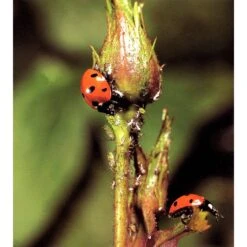 Ecostyle Larven Van Lieveheersbeestje 10 M² -Optimaal Tuinonderhoud Winkel ecostyle larven van lieveheersbeestje 10 m 1612386830 1 l