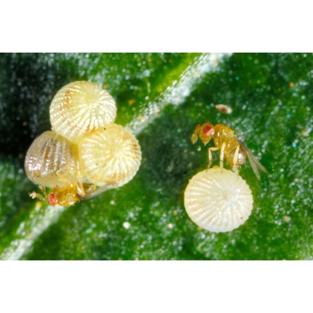 Ecostyle Sluipwespen Tegen Eitjes Van Motten 4 Ecostyle Sluipwespen Tegen Eitjes Van Motten - Image 2