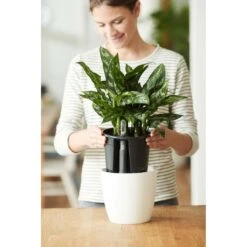 Elho Self-watering Insert 36 Living Black -Optimaal Tuinonderhoud Winkel elho self watering insert 36 living black 1555687144 1 l