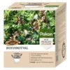 Pokon Buxusmotval -Optimaal Tuinonderhoud Winkel pokon buxusmotval 1553273471 l